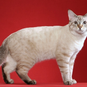 美国短尾短毛猫品种