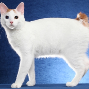 日本短尾猫品种