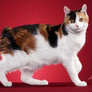 千岛短尾猫品种