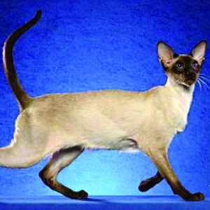 暹罗猫品种