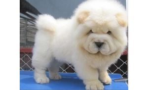 松狮犬品种知识