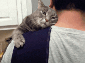养猫，请避免以下的坑，你家猫会感谢你的！