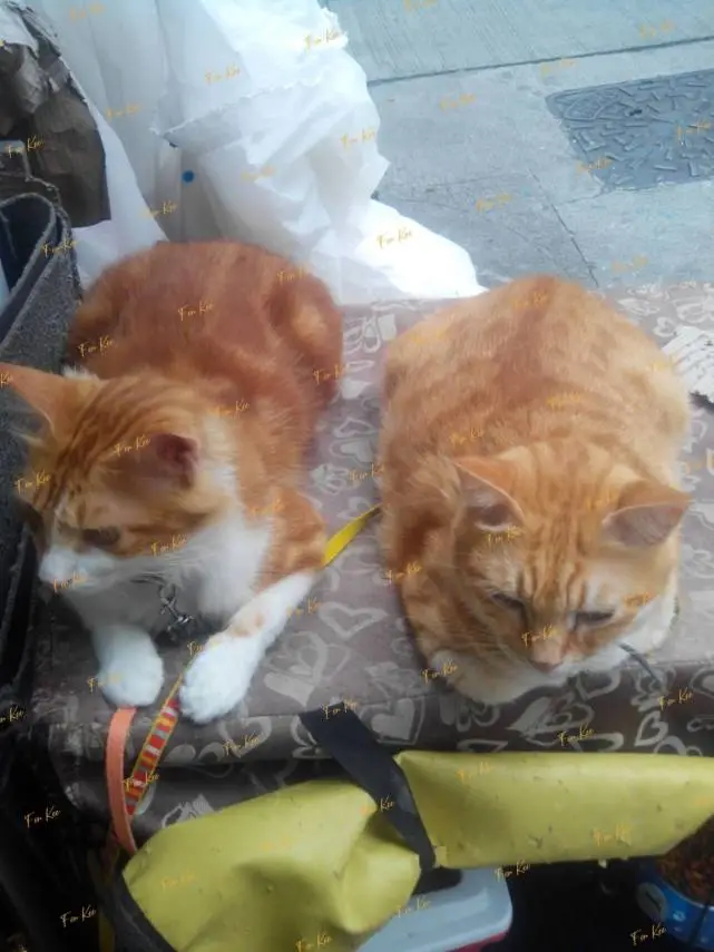两只镇店猫咪，被熟客“设局带走半年”玩失踪不肯还猫