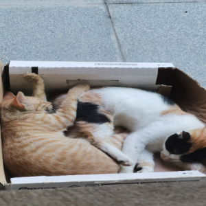 两只小猫的故事