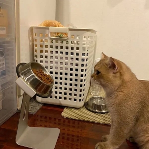 不用的手机支架别扔，可以送给猫咪…