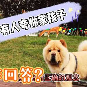 这小松狮长得傻头傻脑的，路过的人都夸它漂亮，把它美坏了