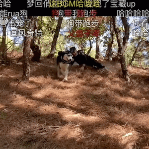 把哈士奇训练成警犬，我崩溃了
