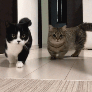 这7件事才是猫咪的雷点！踩到了的主人请“反省”