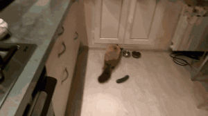 猫咪为什么怕黄瓜？背后是有原因的，看完后真的好心疼猫咪！