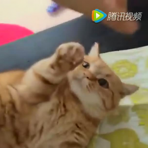 曼赤肯猫，猫中柯基，这小短腿真的太太太太萌了！