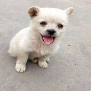 如果你想买狗，下面几种特征的狗狗，千万不要买