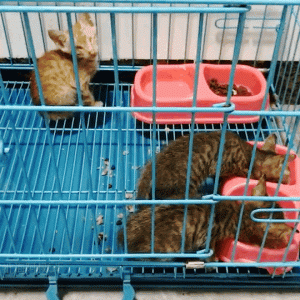 可怜！北海3只健康的小奶猫被人恶意挖去双眼…