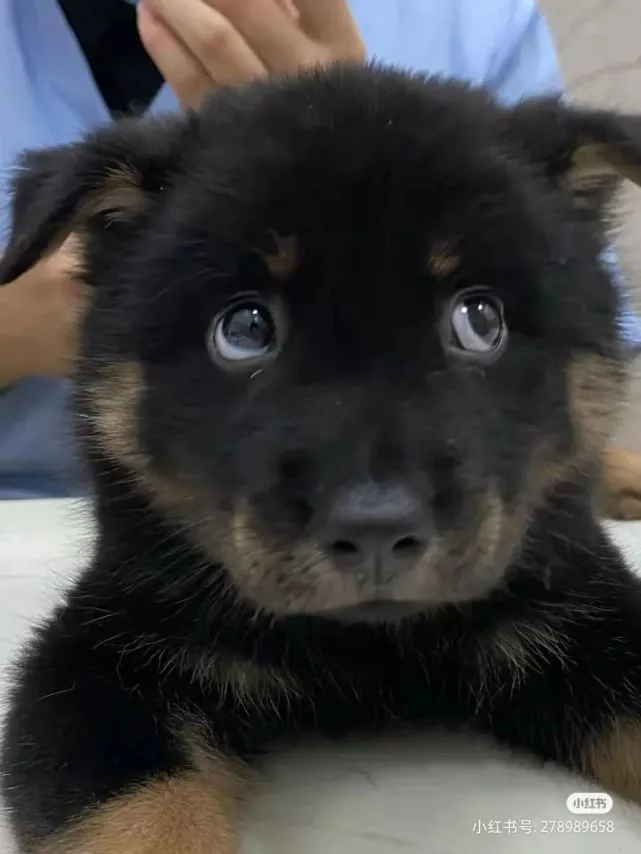中华田园犬第一次打针，结果萌翻众多网友：被可爱哭了！