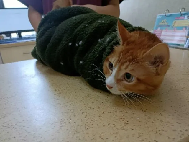 “我劝你也一起吃猫，别不合群。”