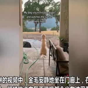 成熟的灵魂！美国一金毛每天傍晚坐在同一地方看日落