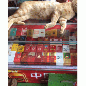 帮仓鼠洗澡：这么多仓鼠在一起，就跟一盆汤圆一样，太可爱了