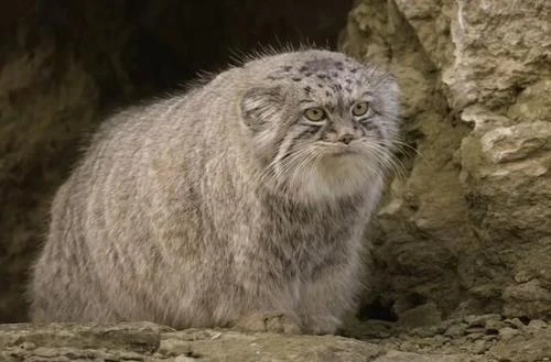 全世界禁养的猫，你知道几个呢
