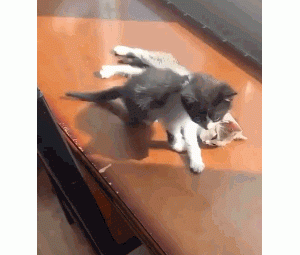 两只小猫咪一起晒太阳，好可爱