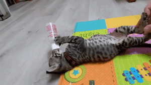 好馋的小奶猫，肚子都鼓起来了还想喝奶