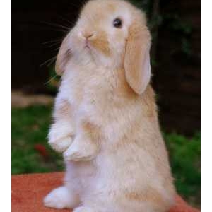 垂耳兔 （兔形目兔科）品种