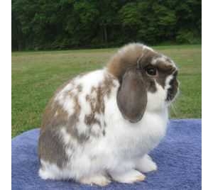 荷兰垂耳兔品种