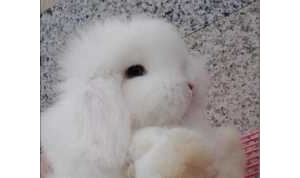 美国长毛垂耳兔品种