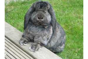 德国垂耳兔品种