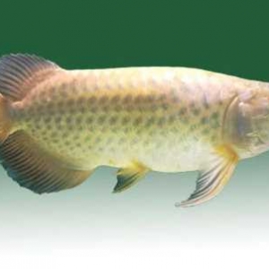 龙鱼（亚洲龙鱼习称）一般指美丽硬仆骨舌鱼品种