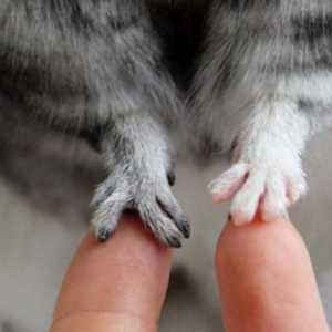 龙猫：你也许知道龙猫有四根手指，但你知道他的手指有多灵活吗？