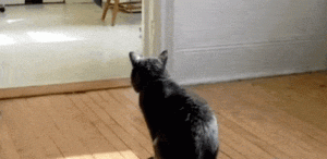 我的猫边尿尿边生气，怎么回事？