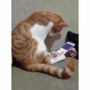 如果我去世了，猫会想我吗？