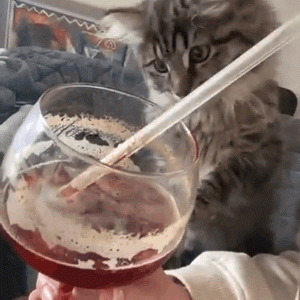 用吸管逗猫？真的很好用！