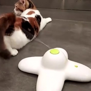 铲屎官买了自动逗猫玩具，结果被猫开发出新用途，直接裂开…… ... ...