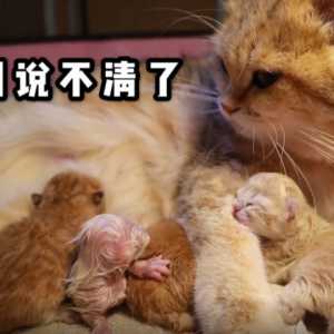 金渐层生了4只宝宝，回头一看3种颜色，猫妈：这回说不清了