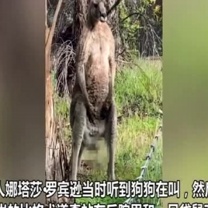 澳大利亚一家犬与肌肉袋鼠对峙20分钟 袋鼠朝其撒尿后离开