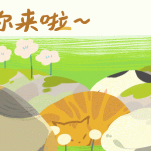 学校给流浪猫搭建了房子！必须粉“大财”