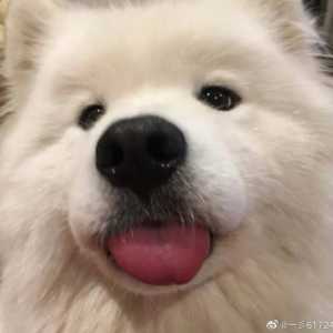 超级可爱的大喵唔和大汪呜！