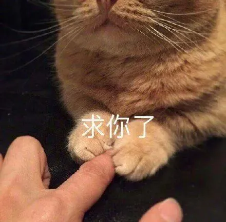 我为什么劝你不要在宿舍养猫？