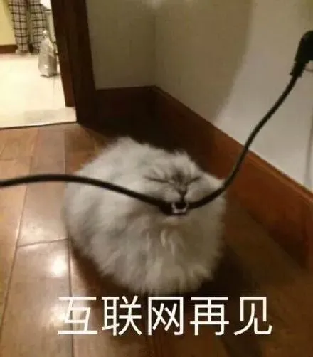千万不要对养猫人说这几句话，分分钟和你绝交！
