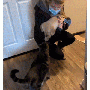 金毛从小就被大猫欺负，等它长大后却画风突变……哈哈哈哈真香了！
