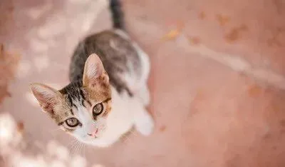 宠物猫咪有猫跳蚤？应该注意什么？