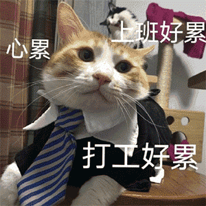 一些沙雕的猫猫头表情包