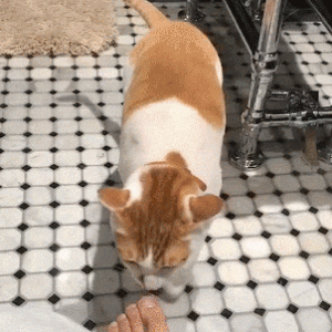 猫咪闻到脚臭后为什么会张开嘴？