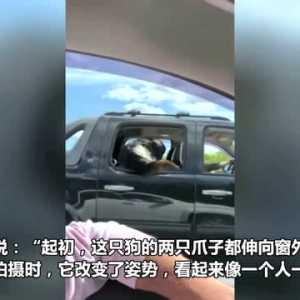 美国一只宠物狗模仿人坐在汽车后座 爪子搭在车窗上兜风