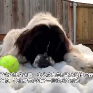 美国一居民向滑冰中心借来冰雪 让爱犬临终前最后一次玩雪