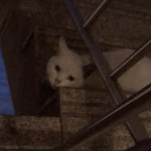 流浪猫主动上门求收养，被拒后隔天又趴在窗户上：给我一个家吧