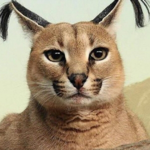 狞猫：猫科动物中的张国伟，轻松一跃就能盖了姚明的帽