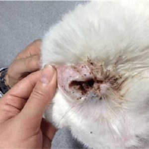 猫得了耳螨怎么治疗？