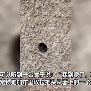 巴西一只宠物狗将头从墙上的洞口伸出来迎接回家的主人