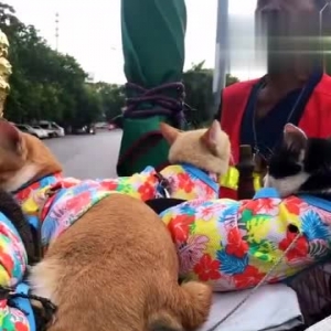 人流浪，但猫不流浪！